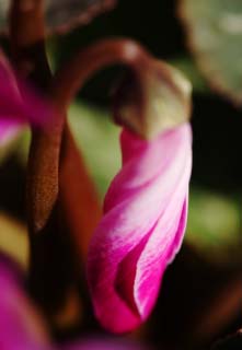 Foto, materieel, vrij, landschap, schilderstuk, bevoorraden foto,Een spiraal van een cyclamen, Cyclamen, Knop, , Potplant