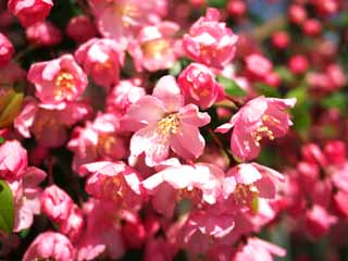 Foto, materiell, befreit, Landschaft, Bild, hat Foto auf Lager,Malus halliana, , , , 