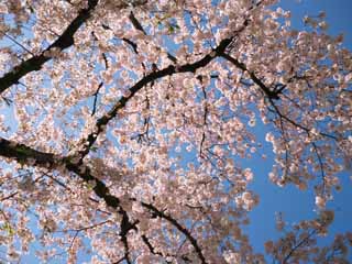 photo, la matire, libre, amnage, dcrivez, photo de la rserve,Cherry Blossom, , , , 