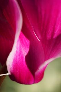 , , , , ,  .,undulation ., cyclamen, , petal, potted 