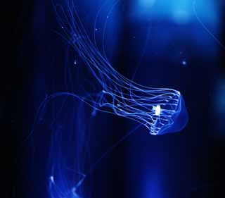 photo,material,free,landscape,picture,stock photo,Creative Commons,Guiramand jellyfish, , , , 