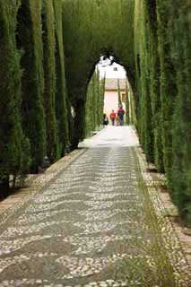 photo,material,free,landscape,picture,stock photo,Creative Commons,Generalife cypresses corridor, , , , 