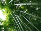 fotografia, materiale, libero il panorama, dipinga, fotografia di scorta,Alberi di bamb crescenti, , , , 