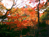 Foto, materieel, vrij, landschap, schilderstuk, bevoorraden foto,Herfst loof, , , , 