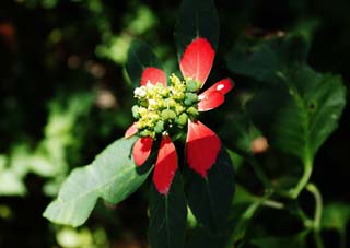 fotografia, material, livra, ajardine, imagine, proveja fotografia,Uma folha vermelha rural sulista, folha, Vermelho, Eu me fico vermelho e amarelo, pas sulista