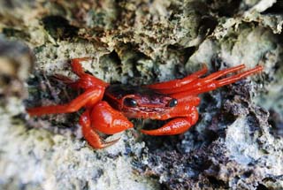 Foto, materiell, befreit, Landschaft, Bild, hat Foto auf Lager,Eine rote Krabbe, Krabbe, , , Der Strand