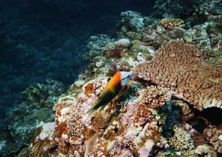 fotografia, materiale, libero il panorama, dipinga, fotografia di scorta,Un pesce di un'arancia monocromatica, scogliera di corallo, Corallo, Nel mare, fotografia subacquea