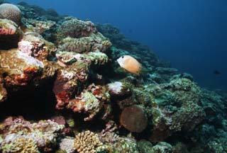 foto,tela,gratis,paisaje,fotografa,idea,Un pez de un arrecife de coral, Arrecife de coral, Coral, En el mar, Fotografa submarina