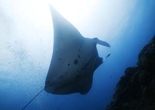 fotografia, materiale, libero il panorama, dipinga, fotografia di scorta,Un ballo di una manta, manta, raggio, Nel mare, fotografia subacquea