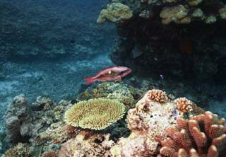 , , , , ,  .,  .,  reef, ,  , underwater 