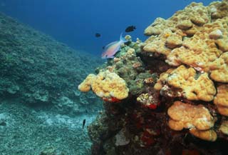 fotografia, materiale, libero il panorama, dipinga, fotografia di scorta,Pesce tropicale di una scogliera di corallo, scogliera di corallo, Corallo, Nel mare, fotografia subacquea