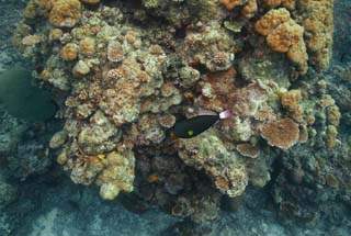 fotografia, materiale, libero il panorama, dipinga, fotografia di scorta,Pesce tropicale di una scogliera di corallo, scogliera di corallo, Corallo, Nel mare, fotografia subacquea