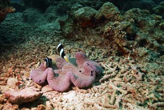 photo,material,free,landscape,picture,stock photo,Creative Commons,The the anemone fish family, , anemone fish, In the sea, underwater photograph