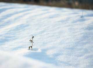 fotografia, materiale, libero il panorama, dipinga, fotografia di scorta,Snow illusione, , , , 