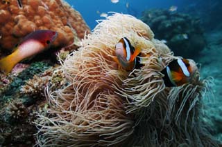 fotografia, materiale, libero il panorama, dipinga, fotografia di scorta,Un pesce di anemone, scogliera di corallo, Corallo, Nel mare, fotografia subacquea