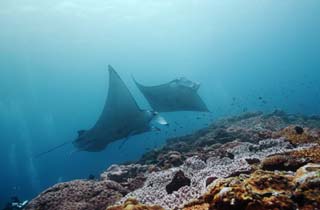 ,,, ,,, rendezvous    ., manta., .,    ,  .  