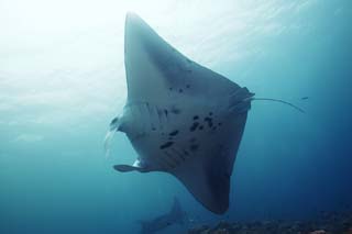 photo, la matire, libre, amnage, dcrivez, photo de la rserve,Une mante, mante, Corail, Dans la mer, photographie sous-marine