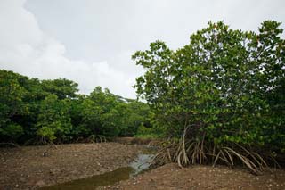 Foto, materieel, vrij, landschap, schilderstuk, bevoorraden foto,Een woud van een mangrove, Mangrove, Rivier, Fiddler krab, Tideland