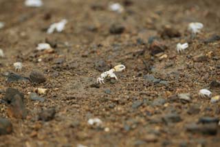 photo,material,free,landscape,picture,stock photo,Creative Commons,A fiddler crab, crab, , , fiddler crab