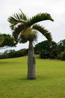 Foto, materieel, vrij, landschap, schilderstuk, bevoorraden foto,Hyophorbe lagenicaulis, Kokosnoot boom, Lasi, Palm, 