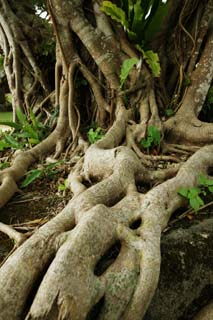 photo, la matire, libre, amnage, dcrivez, photo de la rserve,Une ambition d'un arbre du banyan, banytree, racine, La zone tropique, 