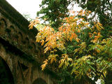 Foto, materieel, vrij, landschap, schilderstuk, bevoorraden foto,Baksteen conduit en geel loof, Herfst laat, , , 