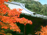 photo, la matire, libre, amnage, dcrivez, photo de la rserve,rable et Eikando (temple Zenrinji), feuilles de l'automne, , , 