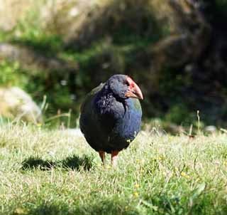 Foto, materieel, vrij, landschap, schilderstuk, bevoorraden foto,New Zealand bird, , , , 