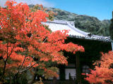 Foto, materiell, befreit, Landschaft, Bild, hat Foto auf Lager,Ahorn und Eikando (Zenrinji-Tempel)), Herbst geht, , , 