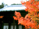 fotografia, materiale, libero il panorama, dipinga, fotografia di scorta,Acero ed Eikando (tempio di Zenrinji), foglie di autunno, , , 