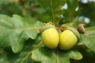 fotografia, materiale, libero il panorama, dipinga, fotografia di scorta,Acorn, , , , 