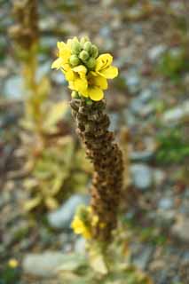 Foto, materieel, vrij, landschap, schilderstuk, bevoorraden foto,Gele bloemen, , , , 