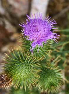 Foto, materieel, vrij, landschap, schilderstuk, bevoorraden foto,Thistle, , , , 