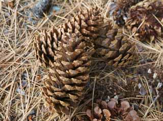 Foto, materiell, befreit, Landschaft, Bild, hat Foto auf Lager,Pinecone, , , , 