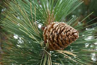 Foto, materieel, vrij, landschap, schilderstuk, bevoorraden foto,Pinecone, , , , 