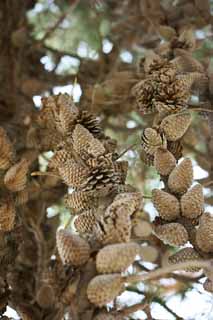 photo,material,free,landscape,picture,stock photo,Creative Commons,Pinecone, , , , 