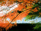 photo, la matire, libre, amnage, dcrivez, photo de la rserve,rable et Eikando (temple Zenrinji), feuilles de l'automne, , , 