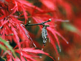 foto,tela,gratis,paisaje,fotografa,idea,Pequeo insecto sobre el arce, Bagworm, Permisos de otoo, , 