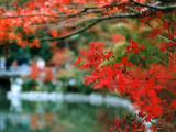 photo,material,free,landscape,picture,stock photo,Creative Commons,Maple and Eikando (Zenrinji Temple), autumn leaves, , , 