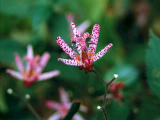 Foto, materieel, vrij, landschap, schilderstuk, bevoorraden foto,Toadlily bloemen, , , , 