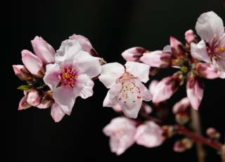 photo,material,free,landscape,picture,stock photo,Creative Commons,Peach blossom, peach, , petal, 