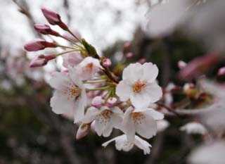 Foto, materieel, vrij, landschap, schilderstuk, bevoorraden foto,Ontspringen van een Yoshino kers boom, Kers boom, , , Yoshino kers boom