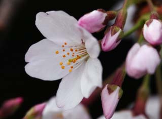 foto,tela,gratis,paisaje,fotografa,idea,Primavera de uno cerezo de Yoshino, Cerezo, , , Cerezo de Yoshino