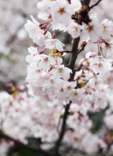 foto,tela,gratis,paisaje,fotografa,idea,Primavera de uno cerezo de Yoshino, Cerezo, , , Cerezo de Yoshino