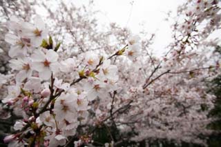 Foto, materieel, vrij, landschap, schilderstuk, bevoorraden foto,Ontspringen van een Yoshino kers boom, Kers boom, , , Yoshino kers boom