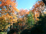 Foto, materieel, vrij, landschap, schilderstuk, bevoorraden foto,Herfst bos, , , , 