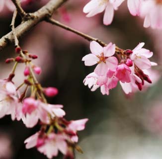 foto,tela,gratis,paisaje,fotografa,idea,El mundo de un cerezo, Cerezo, , , Ptalo