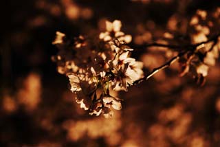 fotografia, material, livra, ajardine, imagine, proveja fotografia,Uma ida para ver flores de cereja  noite silhueta, rvore de cereja, , , Indo ver flores de cereja  noite