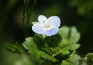 foto,tela,gratis,paisaje,fotografa,idea,Primavera de Veronica persica, , Color azul, Planta ndigo, Ptalo