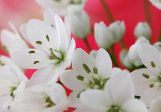 photo,material,free,landscape,picture,stock photo,Creative Commons,A white floret, White, flower, , petal